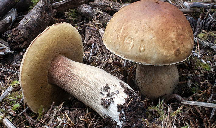 Soomine seened Kaalulangus Kuidas poletada muffini top rasva kiiresti